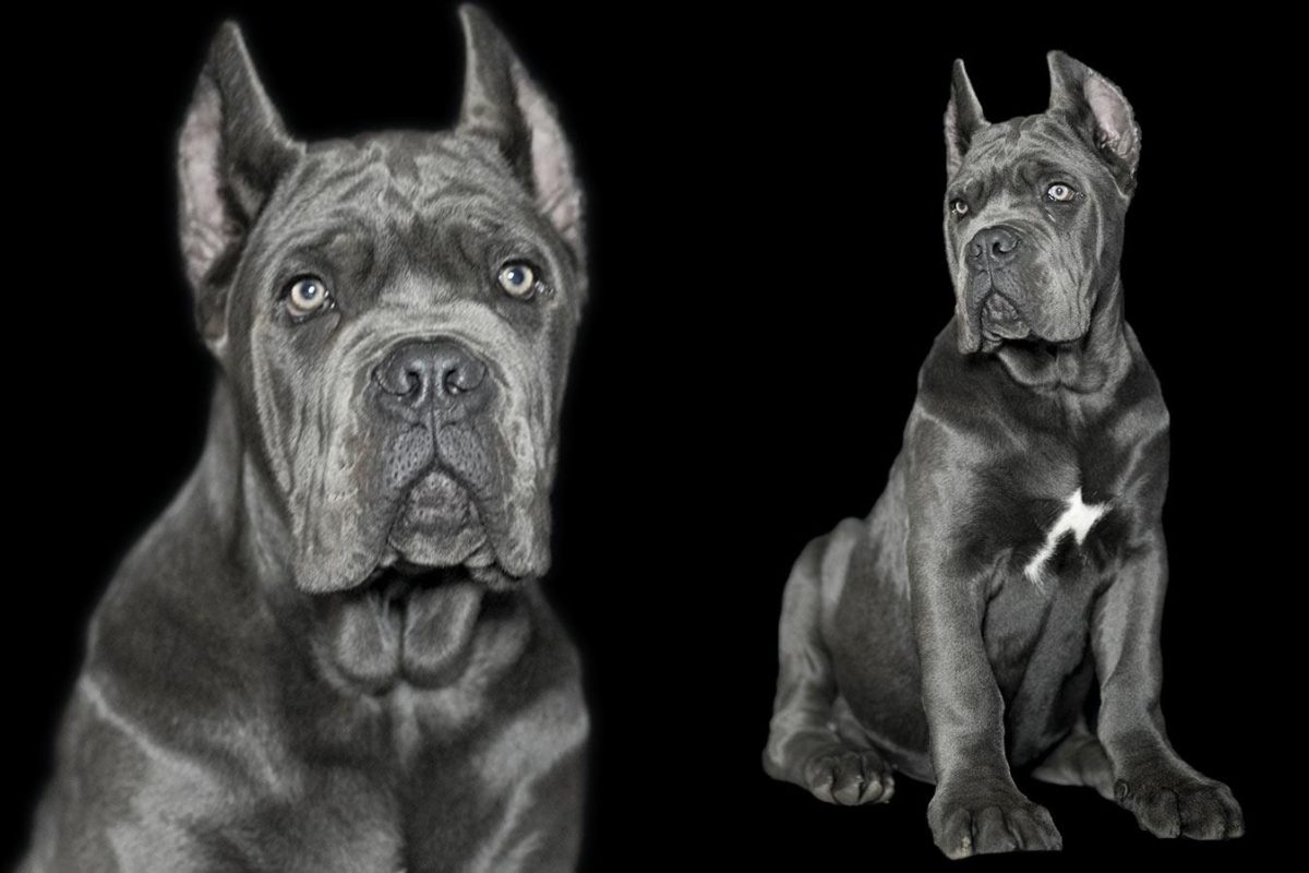 Luxury Cane Corso Dogs in Dubai, United Arab Emirates