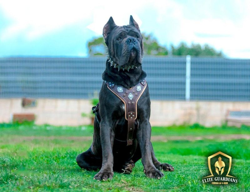 Luxury Cane Corso Dogs in Dubai, United Arab Emirates