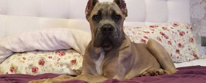 camas y áreas de descanso para Cane Corso