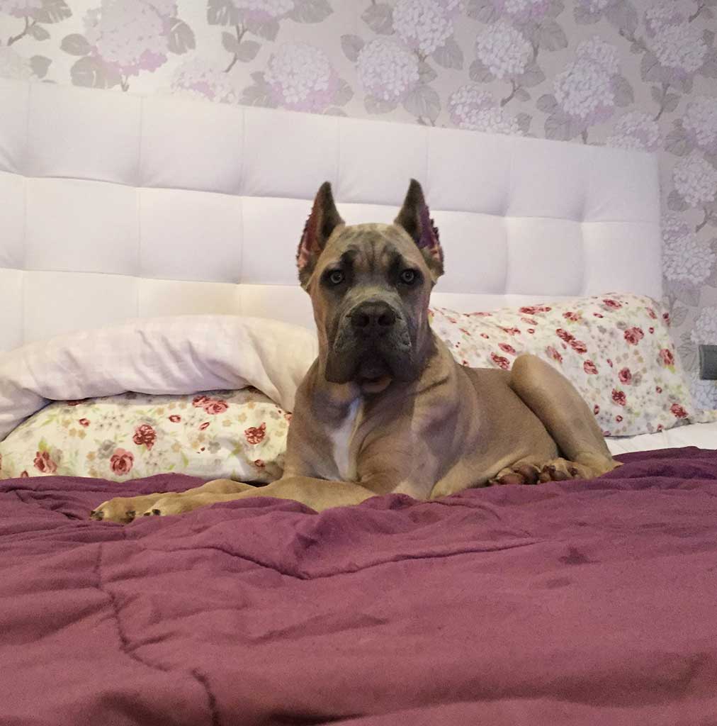 camas y áreas de descanso para Cane Corso