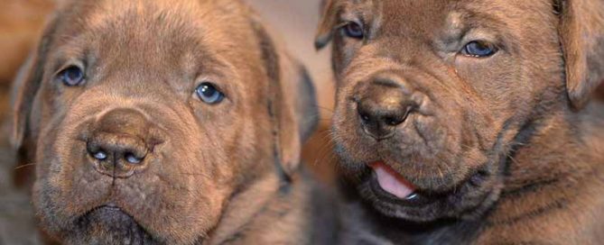 cane corso socializado