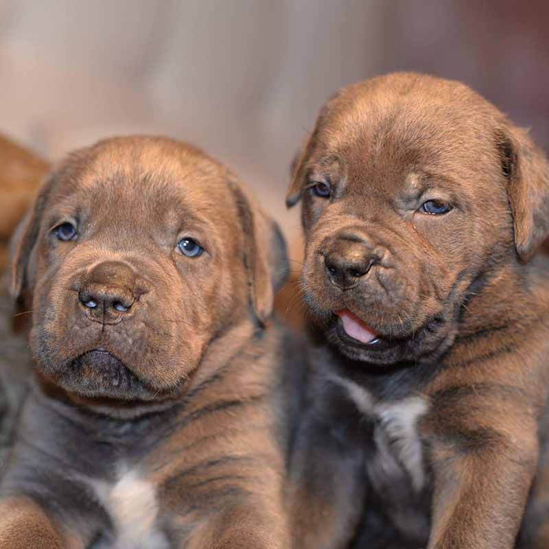 cane corso socializado