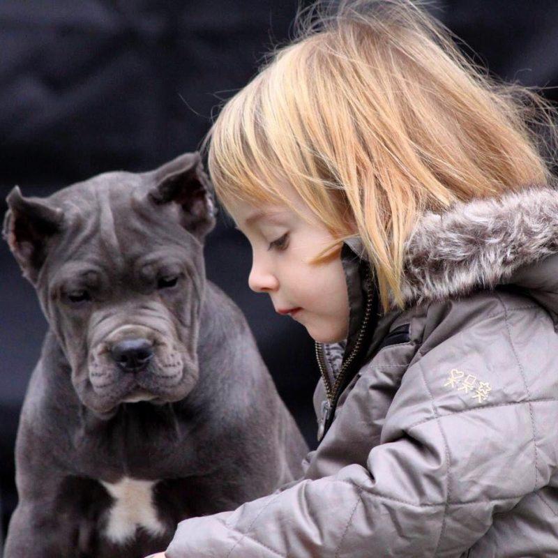 el-cane-corso-y-los-niños