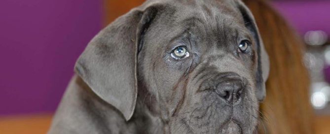 orégano para tu perro
