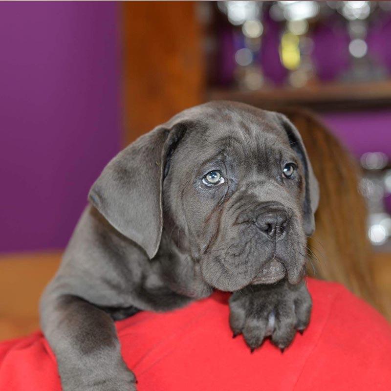 orégano para tu perro