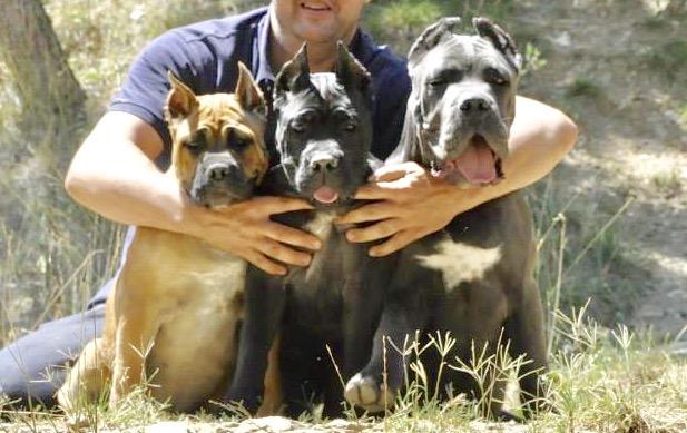 Evita darle comida al perro con la mano