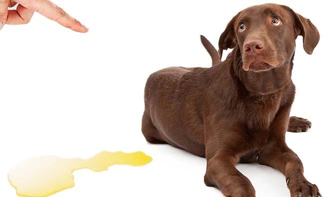 Cómo eliminar el olor de pipí de los perros