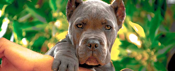 Crema para curar las heridas de tu perro
