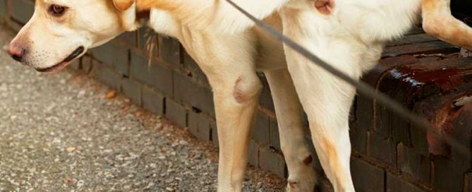 Eliminar el Olor de Pipí de Perros y Gatos