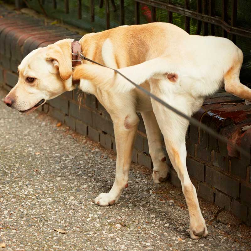 Eliminar el Olor de Pipí de Perros y Gatos