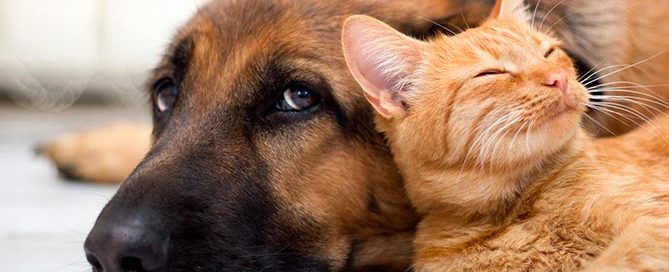 important oils in the diet of pets