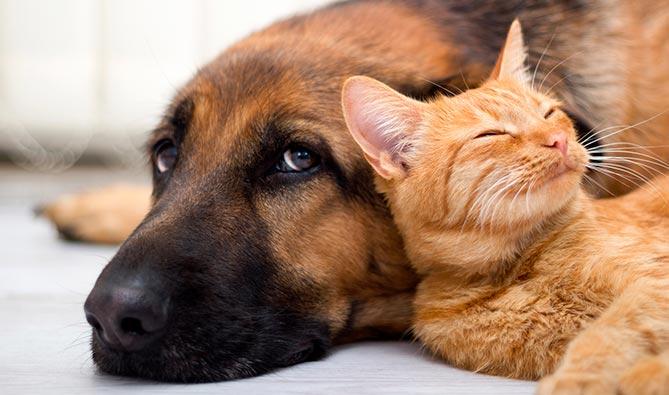 important oils in the diet of pets
