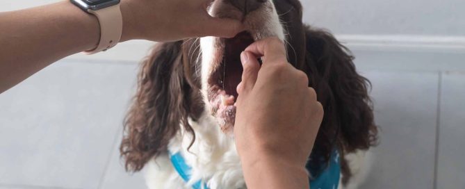 pastilla natural para perros y gatos