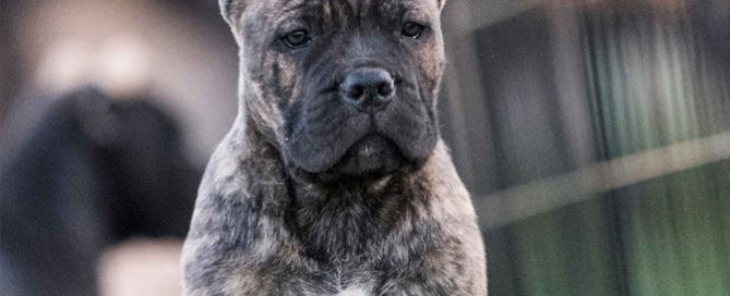 Adiestrar a tu perro