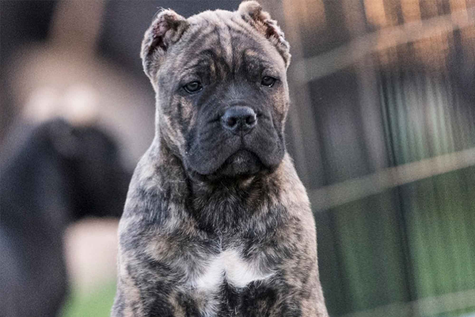 Adiestrar a tu perro