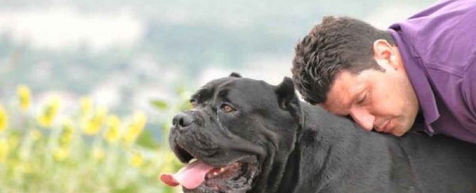 alimentación para perros