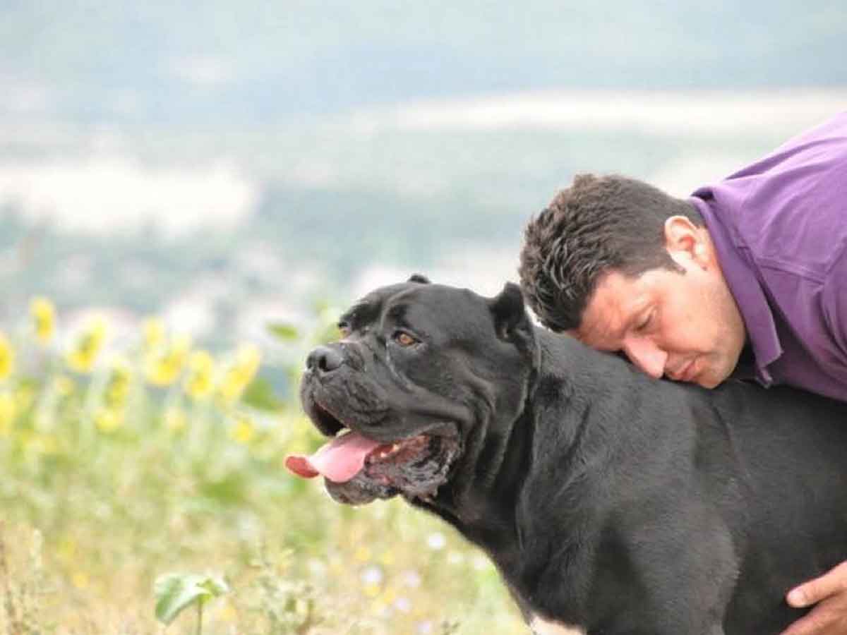 alimentación para perros