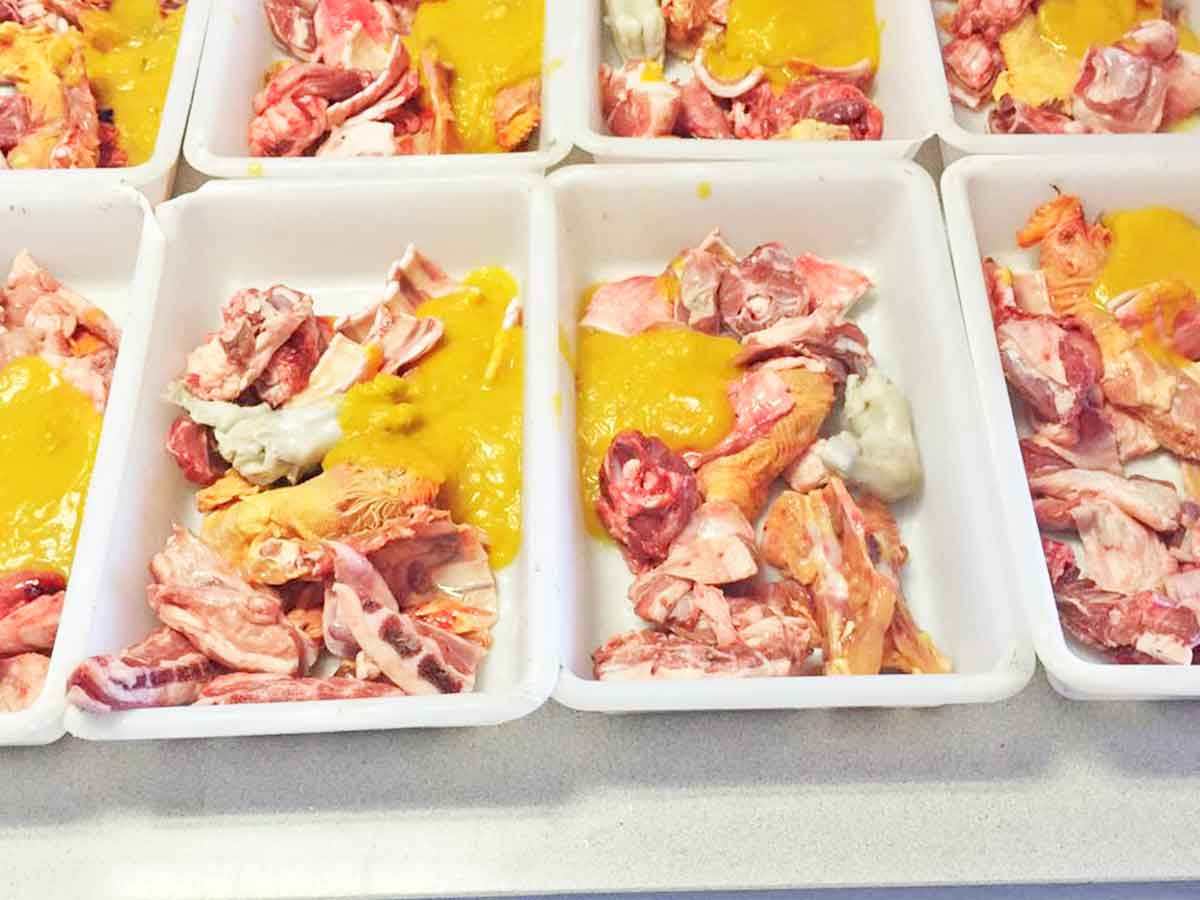alimentar a mi perro