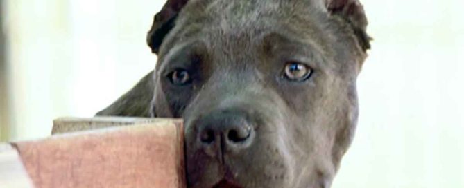 Remedio casero para perros: MOSQUITO MALÉVOLO