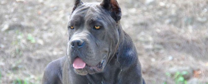 nueva generación de cane corsos