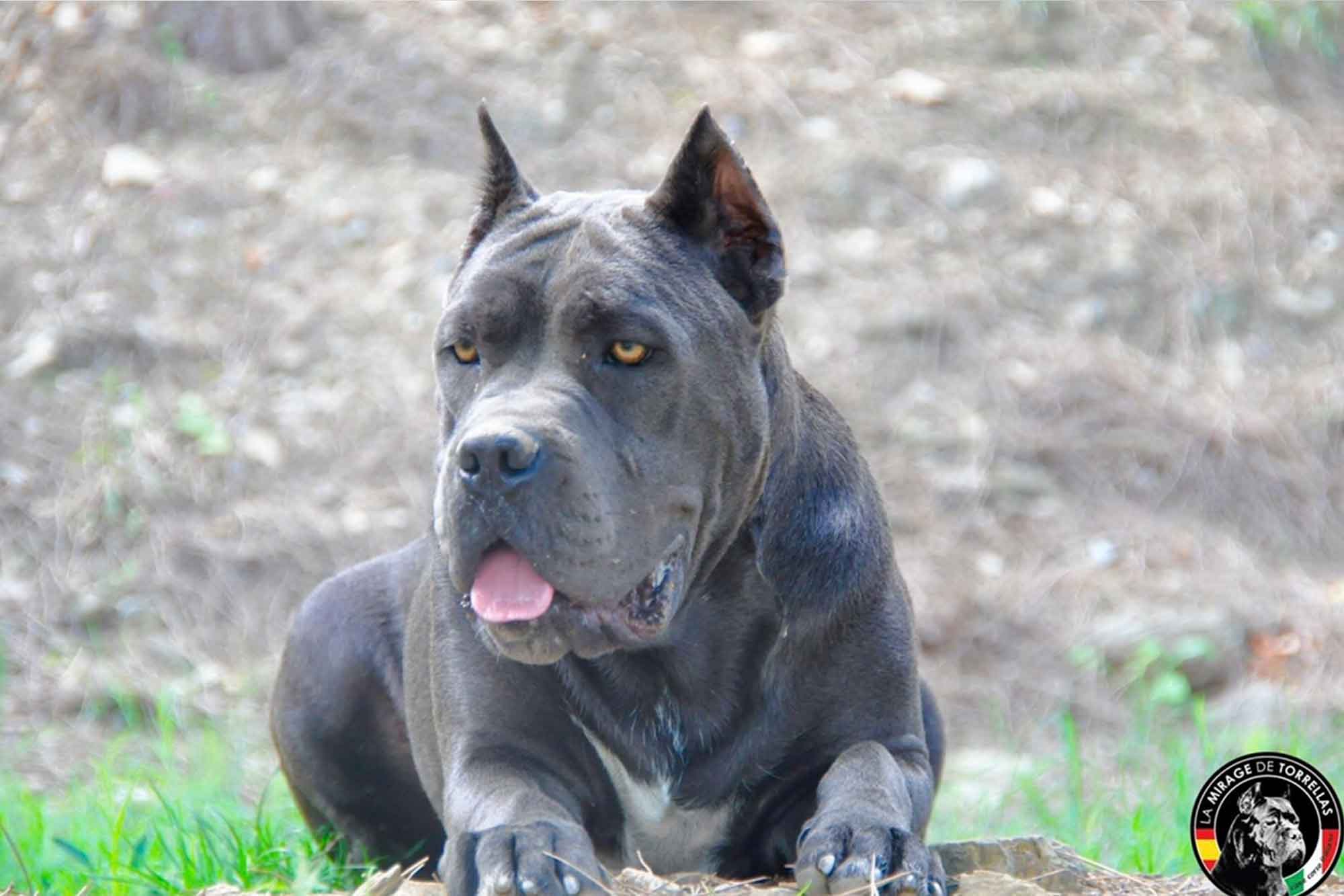 nueva generación de cane corsos
