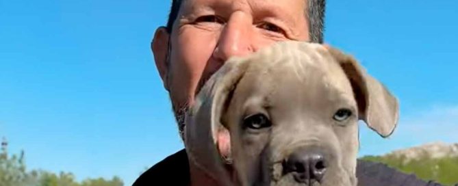 Alimentar a tu cachorro