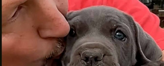 Bicho que mata a tu perro