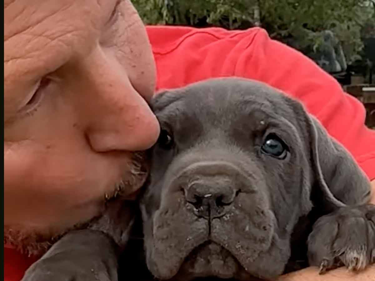 Bicho que mata a tu perro