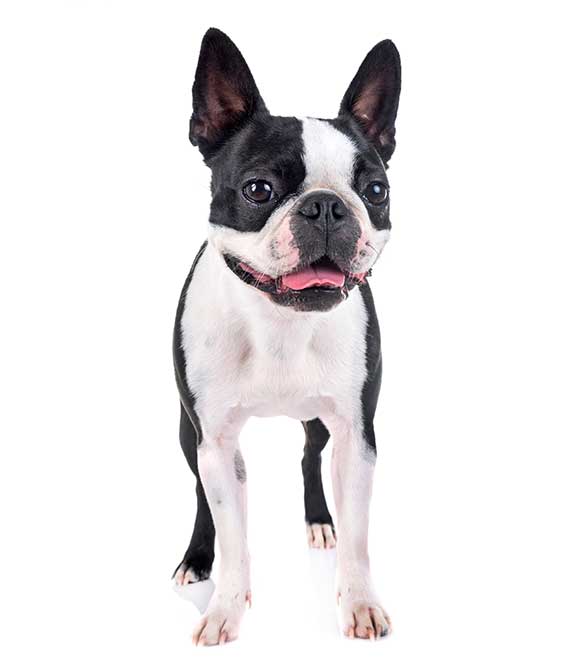 boston-terrier-braquicefalo
