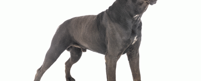 cane-corso-no-es-braquicefalo
