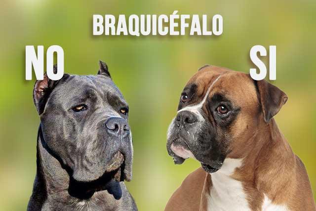 el cane corso no es braquicéfalo