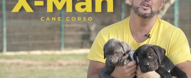 Cómo entrenar a tu perro