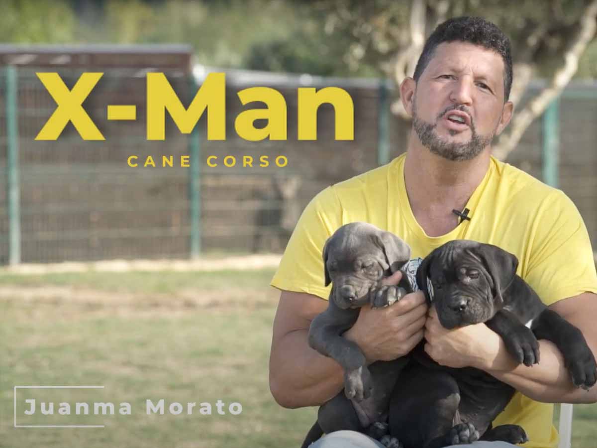 Cómo entrenar a tu perro