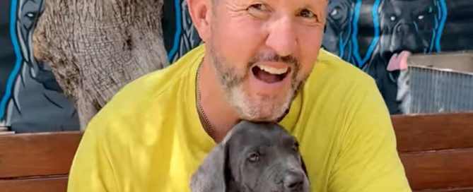 Diarrea en perros Cane Corsos