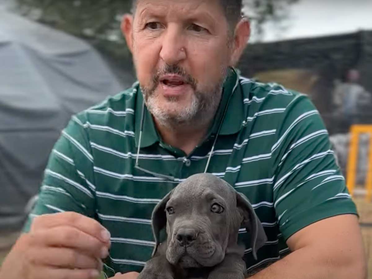 errores peligrosos para tu perro