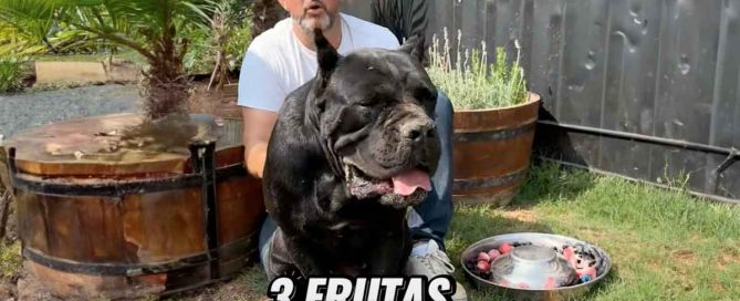 frutas prohibidas para tu perro