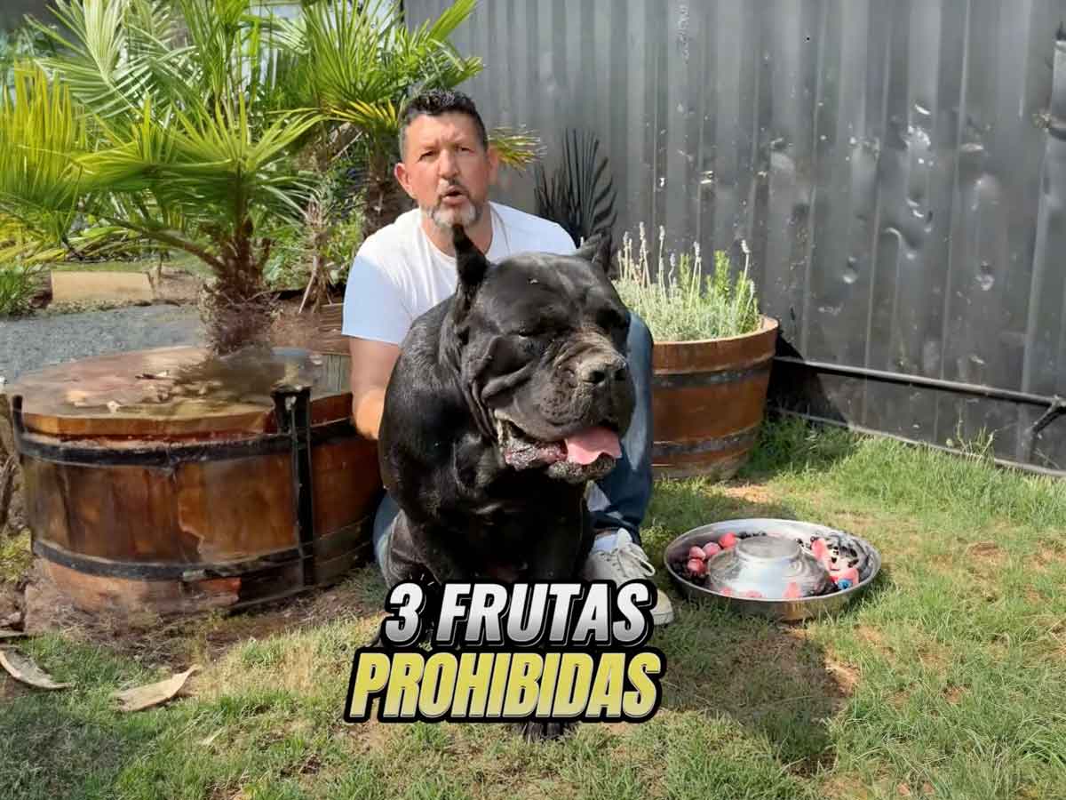 frutas prohibidas para tu perro