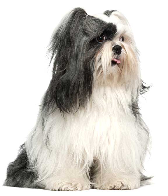 lhasa-apso-braquicefalo