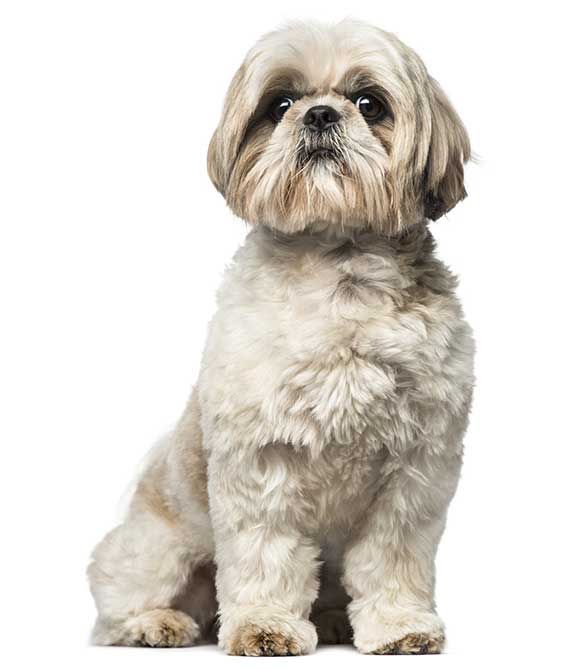 shih-tzu-braquicefalo