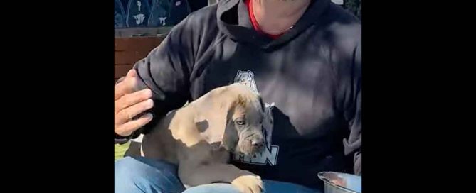 Cómo alimentar a tu cachorro