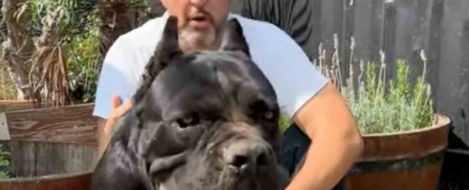 Frutas prohibidas para perros