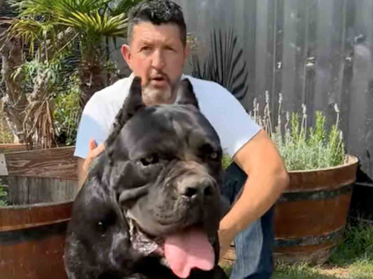Frutas prohibidas para perros