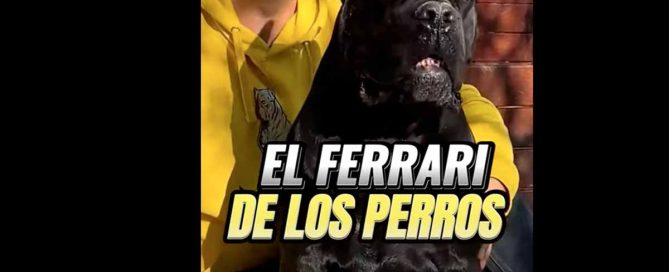 mordida cane corso