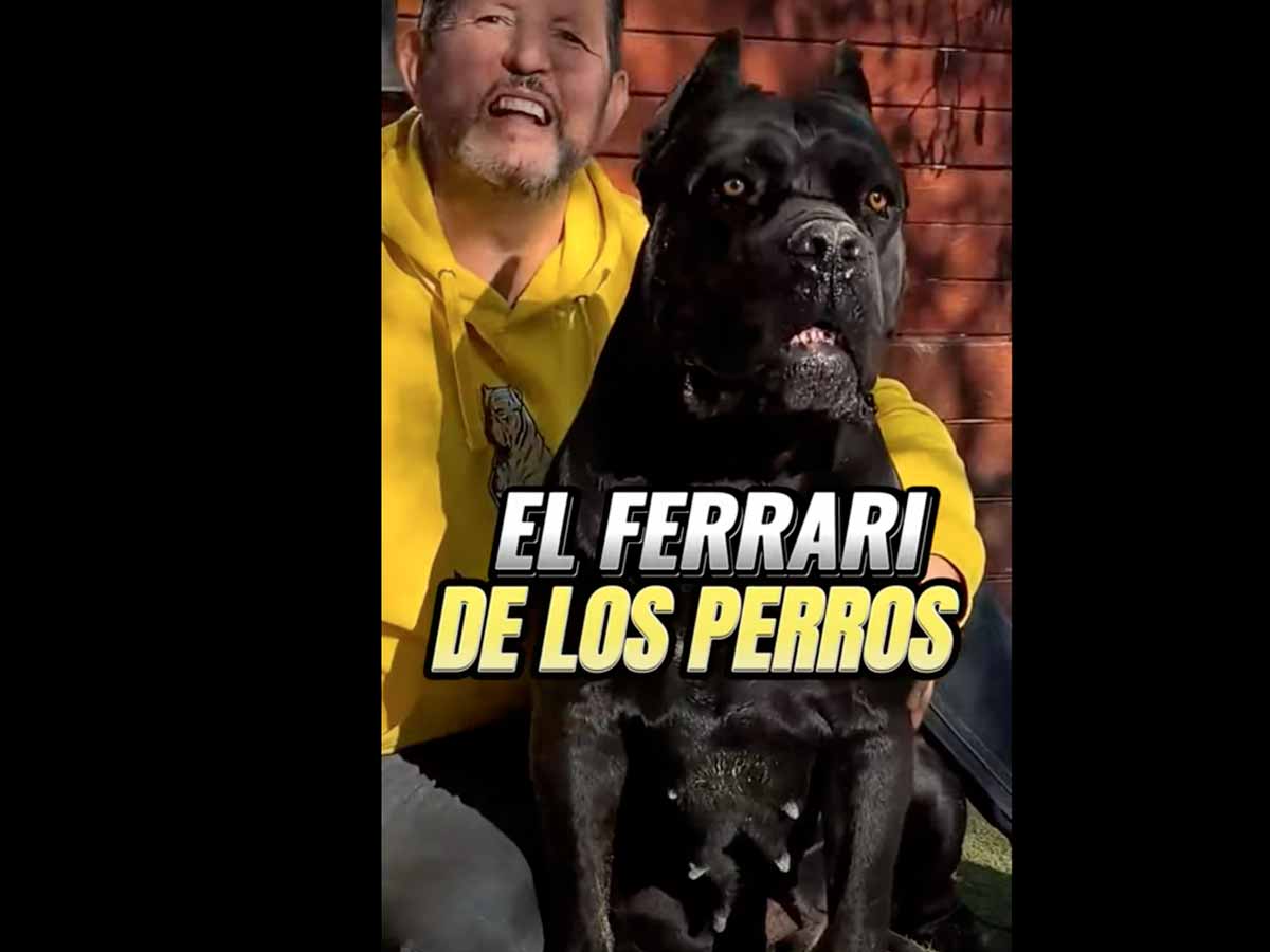 mordida cane corso