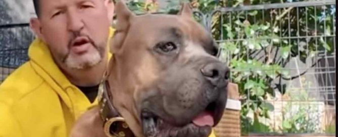 raza favorita de perros