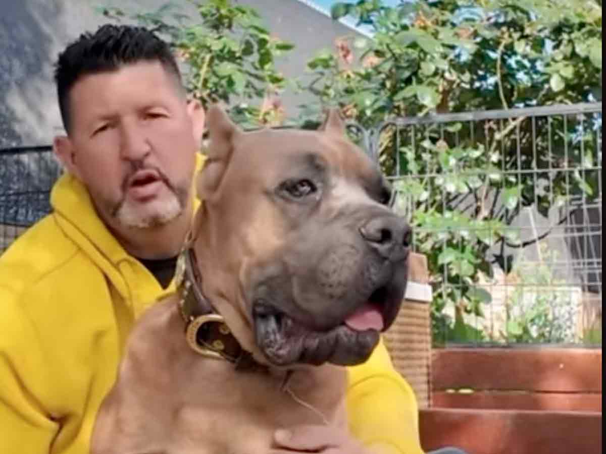 raza favorita de perros