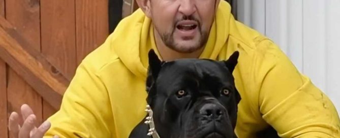 cane corso y la familia
