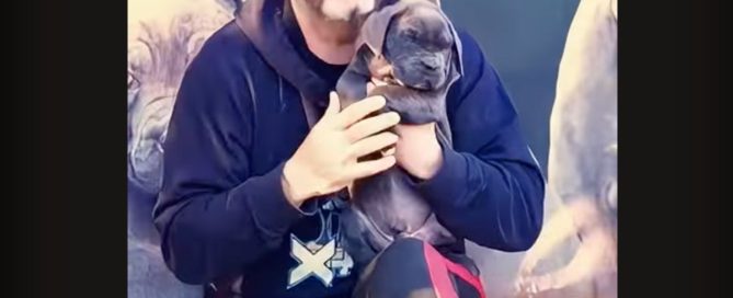 cómo elegir el mejor perro de la camada
