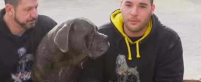 cría ilegal de perros