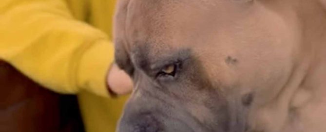 mitos de los perros